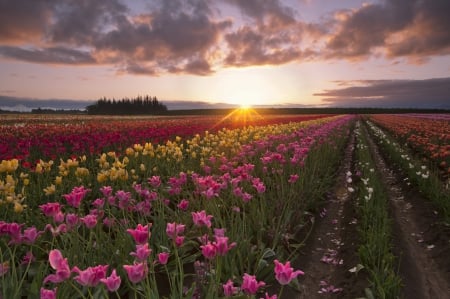 * Flowering field * - flowers, field, nature, sunset