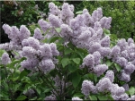 Lilac Bush