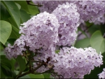 Lilac Cluster