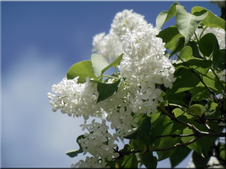 White Lilacs - Lilacs, Flowers, Blooms, Blossoms, White Lilacs, White