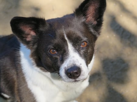 Dog from Dog park - Cute, Face, Puppy, Dog, park