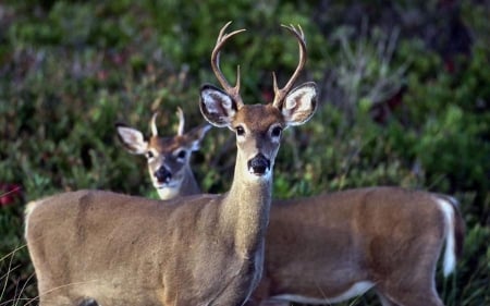 Allert Deer 2 - animal, deer, photography, bucks, photo, wildlife, wide screen