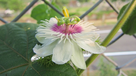 Scarlet fruit passion flower - plant, lovely, flower, scarlet fruit