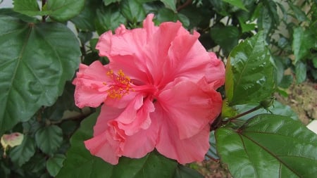 Hibiscus - hibiscus, lovely, flower, soft