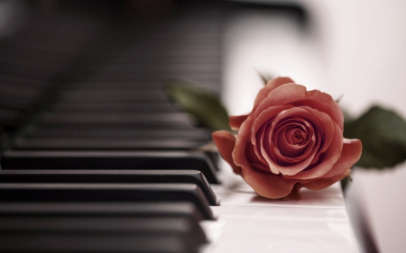 With Love - flowers, roses, piano, music, for you, nature, rose, with love