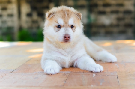 Husky - pretty, puppys, beautiful, dog, lovely, sweet, animal, dogs, cute, puppy, animals