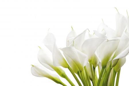 White Dreams - calla, white, flower, dreams