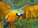 Blue & Yellow Macaw