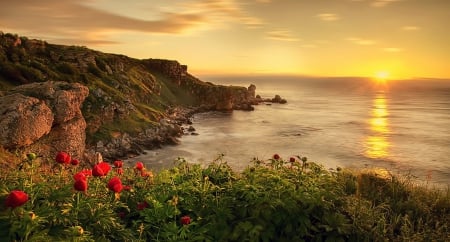 Sunrise - nature, ocean, flowers, sunrise, flower