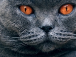 Chartreux