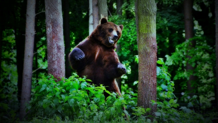 ready to hug you! - bear, forest, nature, animals