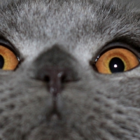 Hang On, Kitty!