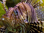 Lion Fish