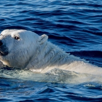 Polar Bear