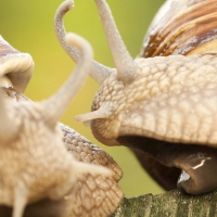 Snails