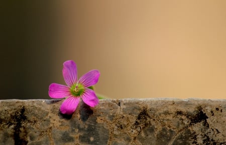 Little Flower - wall, pink, flowers, flower, little