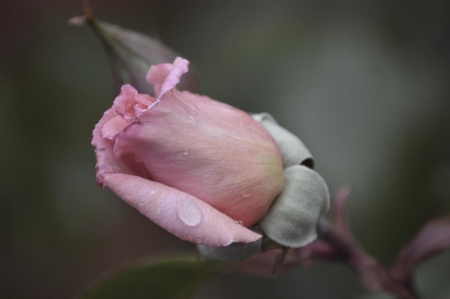 Tear - tears, rose, flower, pink