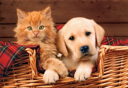 Friends - cute, sweet, puppy, cat, kitty, kitten, friends, basket, adotrable, fluffy