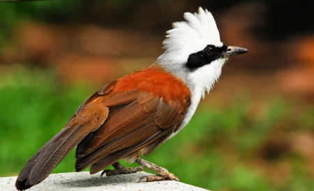 Bird - white, brown, animals, bird