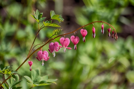 Spring - flower, pink, cute, beautiful, flowers, photo, spring, lovely, nature, green