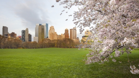 cherry blossoms in nyc central park meadow - blossoms, meadow, city, trees, park, grass