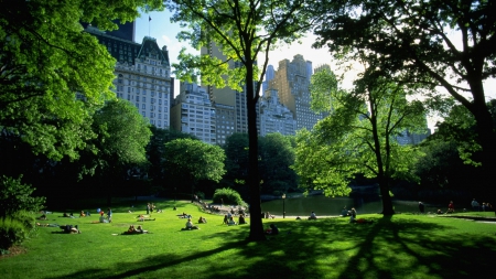 beautiful sunny day in central park nyc - trees, people, city, park, grass