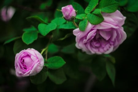 Purple Petals - flowers, roses, nature, purple, beautiful, love, petals