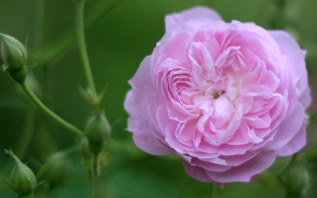 Pink Rose - flowers, pink, nature, rose