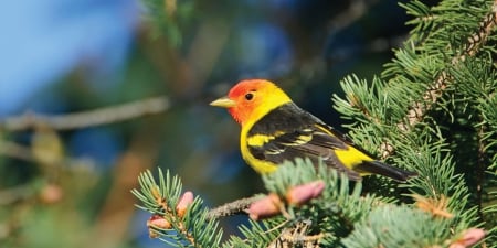 Cute Little Bird - bird, sparrow, nature, beautiful, cute, little, colourful