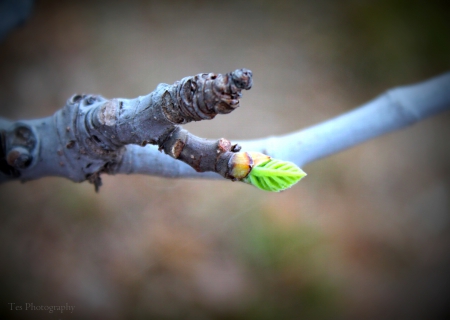 Spring Tree - green, leaf, tree, spring