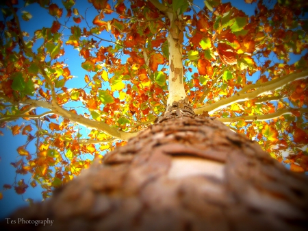 Up the Maple Tree - fall, maple, tree, leaves