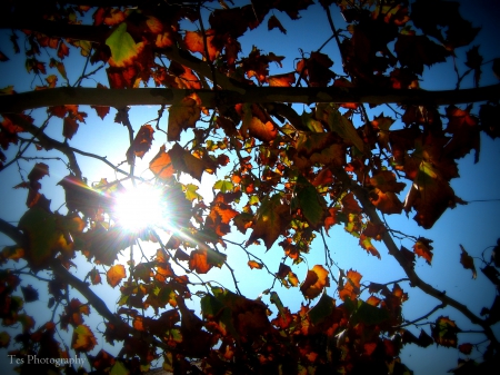 Through the Leaves - fall, maple, tree, sun, leaves