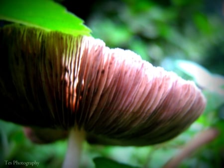 Mushroom After The Rain - fungus, nature, mushroom, fungi, green