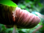 Mushroom After The Rain