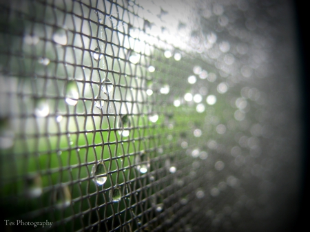 Dew Soaked Screen - morning, porch, dew, screen