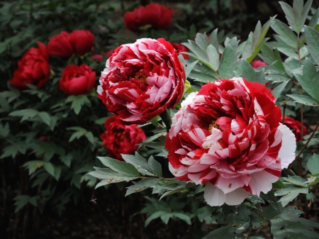 * Peonies * - nature, peonies, flowers, flower