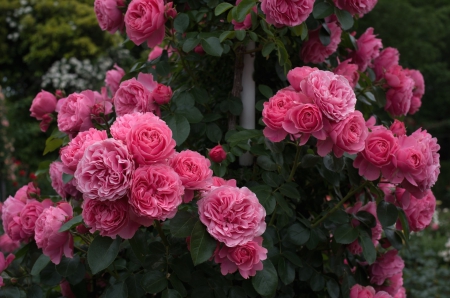 * Roses * - nature, flowers, roses, flower