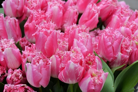 * Tulips * - flowers, flower, pink, nature