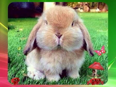 A Chunky Bunny - Cute, Fluffy, Chunky, Bunny