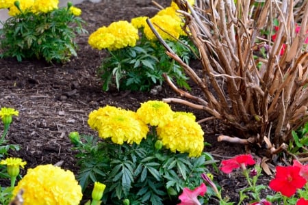 Flower Garden - flower garden, yellow flowers, red flowers, flower patch