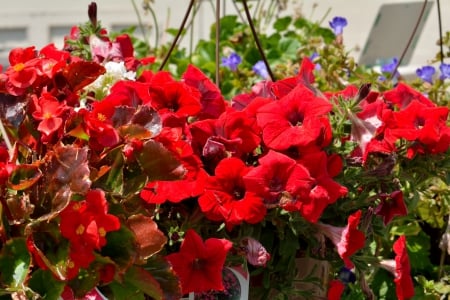 Ravishing Red - ravishing red, red flowers, red, red roses