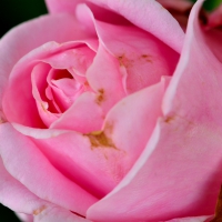 Pink Macro Rose