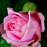 Beautiful Macro Rose