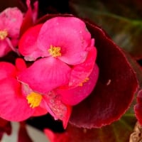 Floral Red