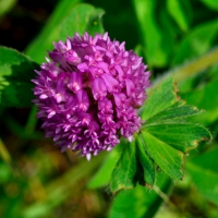 Lovely Purple Posy