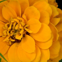 Yellow Macro