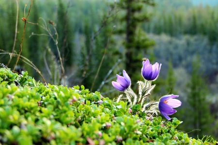 * Spring is here * - nature, flowers, flower, spring