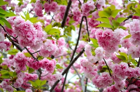 * Sakura * - nature, flowers, sacura, flower