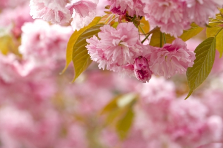 * Sakura * - flowers, flower, trees, nature