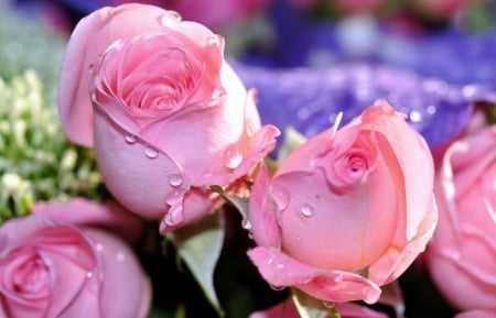 * Roses and drops * - flowers, roses, nature, drops, flower